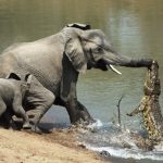 Crocodile catched little elephant’s trunk when he was drinking a water! See what happened after…