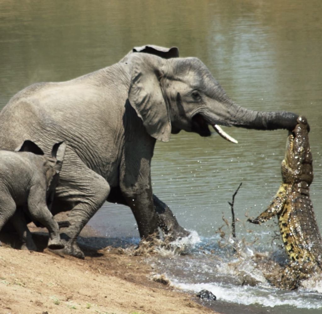 Crocodile catched little elephant’s trunk when he was drinking a water! See what happened after…