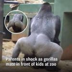 Gorillas at the zoo teach visitors about the birds and the bees