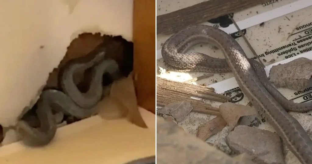 A Housewife’s Nightmare: Snakes in the Walls of Her New Home!