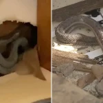 A Housewife’s Nightmare: Snakes in the Walls of Her New Home!