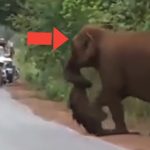 Weeping elephants mourn a lost baby in a funeral march like humans