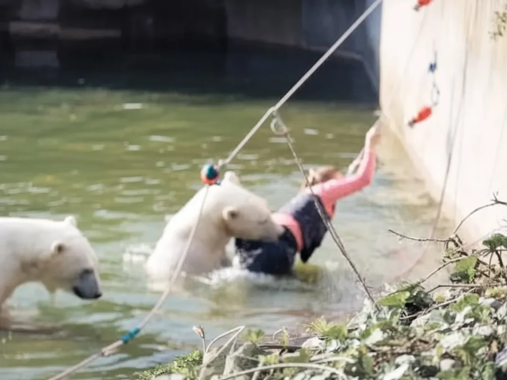 A 32-year-old woman was attacked by a polar bear after she jumped into their enclosure at the Berlin Zoo.