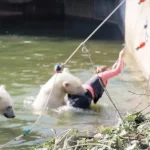 A 32-year-old woman was attacked by a polar bear after she jumped into their enclosure at the Berlin Zoo.