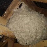 Man Believes He Discovered a “Hornets” Nest in His Attic— He Goes Pale When He Sees What’s Inside! Check the Comment Below 👇