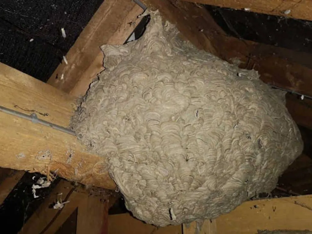 Man Believes He Discovered a “Hornets” Nest in His Attic— He Goes Pale When He Sees What’s Inside! Check the Comment Below 👇