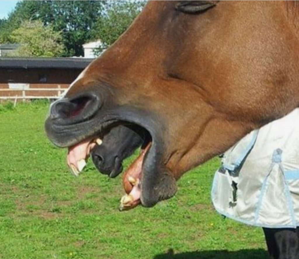 When He Checked The Photo Then He Realized What Was Coming Out Of The Horse’s Mouth